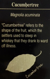 Cucumbertree
