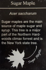 SugarMaple